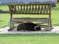 Bild: Auf dem Possen bei Sondershausen
