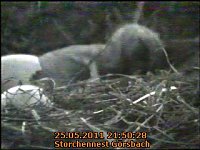 Neues aus dem Storchennest Bild: Neues aus dem Storchennest