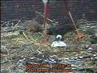 Neues aus dem Storchennest Bild: Neues aus dem Storchennest