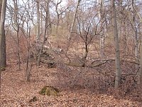 Im Kyffhäuserwald Bild: Im Kyffhäuserwald