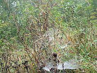 Bild: Natur genie&szlig;en