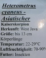 Die Welt der Riesenspinnen Bild: Die Welt der Riesenspinnen