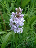 Bild: Orchideen