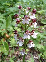 Bild: Orchideen