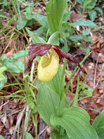 Bild: Orchideen
