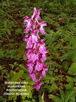 Bild: Orchideen