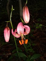 Bild: Orchideen