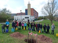 Bild: Baum des Jahres gepflanzt
