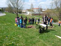 Bild: Baum des Jahres gepflanzt