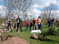Bild: Baum des Jahres gepflanzt