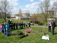 Bild: Baum des Jahres gepflanzt