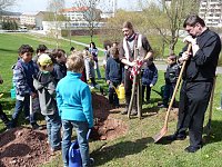 Bild: Baum des Jahres gepflanzt