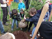 Bild: Baum des Jahres gepflanzt