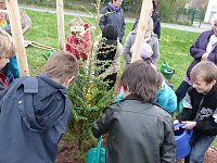 Bild: Baum des Jahres gepflanzt