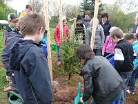 Bild: Baum des Jahres gepflanzt