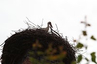 Bild: Jungst&ouml;rche werden beringt