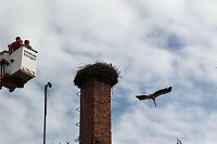 Bild: Jungst&ouml;rche werden beringt