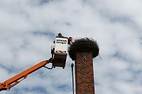 Bild: Jungst&ouml;rche werden beringt