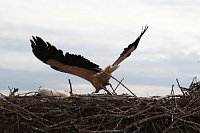 Bild: Jungst&ouml;rche werden beringt