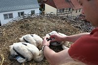 Bild: Jungst&ouml;rche werden durch Dr. G&ouml;decke beringt