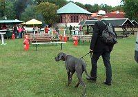 Bild: Doggen &uuml;berall
