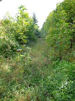 Bild: S&uuml;dbahnhof- Naturgartenanlage?