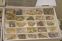 Bild: Fossilien