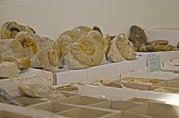 Bild: Fossilien