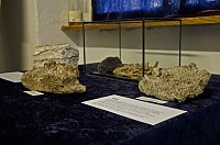 Bild: Fossilien