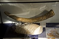 Bild: Fossilien