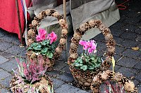 Bild: Besuch auf dem Zwiebelmarkt
