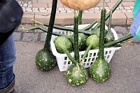 Bild: Besuch auf dem Zwiebelmarkt