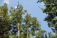 Waldschadenserhebung Bild: Waldschadenserhebung