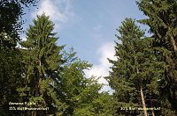 Waldschadenserhebung Bild: Waldschadenserhebung