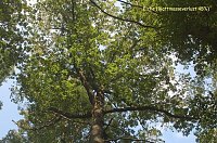 Waldschadenserhebung Bild: Waldschadenserhebung