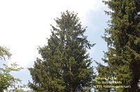 Waldschadenserhebung Bild: Waldschadenserhebung