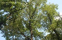 Waldschadenserhebung Bild: Waldschadenserhebung
