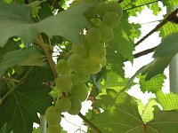 Seniorenausflug ins Land, ... Bild: Seniorenausflug ins Land, ...