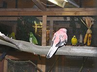 Ziergeflügelausstellung Bild: Ziergeflügelausstellung