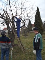 Baumschnitt im Kita-Projektgarten Bild: Baumschnitt im Kita-Projektgarten