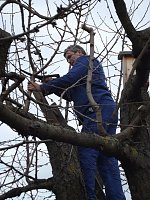 Baumschnitt im Kita-Projektgarten Bild: Baumschnitt im Kita-Projektgarten