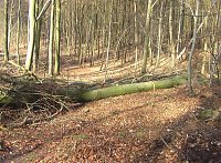 Bild: Steinberg-Rundweg meiden