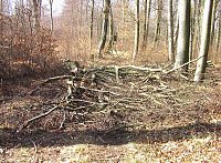 Bild: Steinberg-Rundweg meiden