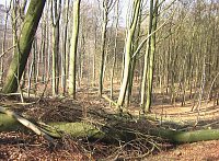 Bild: Steinberg-Rundweg meiden