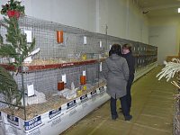 Rassekaninchenschau Kyffhäuserkreis Bild: Rassekaninchenschau Kyffhäuserkreis