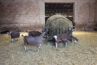 Bild: M&uuml;hlentag in Greu&szlig;en
