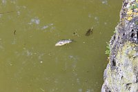 Fischsterben Bild: Fischsterben