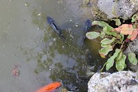 Fischsterben Bild: Fischsterben