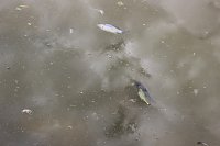 Fischsterben Bild: Fischsterben