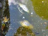 Bild: Der Parkteich Sondershausen